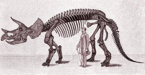 Skelett eines Triceratops prorsus