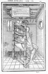 Schädelanschnitt. Anatomische Tafel aus „De dissectione partium corporis humani libri tres...“ von Carlo Stefano Riverio, Paris 1545