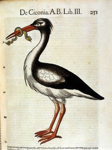 Storch nach der Historia Animalium von Conrad Gesner, Tiguri 1560. Biblioteca nazionale Braidense. Mailand von Unknown artist