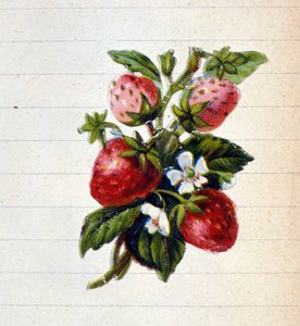 Erdbeeren. Chromolithographie des 19. Jahrhunderts.