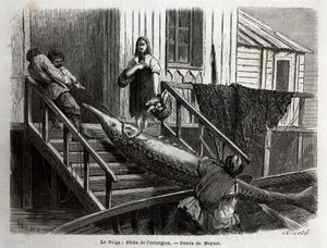 Störfischerei an der Mündung des Flusses Wolga. Gravur zur Illustration der Reise auf der Wolga von M. Moynet, im Jahr 1864, in „Le tour du monde, nouveau journal des voyages“, veröffentlicht unter der Leitung von Edouard Charton von Unknown artist