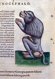 Der Pavian nach Historiae animalium von Konrad Gesner, Tiguri
