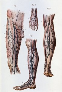 Das Blutkreislaufsystem in den Beinen und Füßen (Gravur)