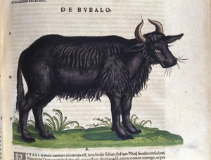 Der Büffel nach Historiae animalium von Konrad Gesner