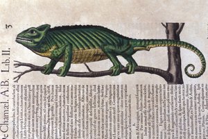 Das Chamäleon nach Historiae animalium von Konrad Gesner, Tiguri von Unknown artist