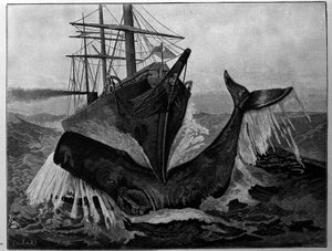 Die Kollision zwischen einem Boot und einem schlafenden Wal von Unknown artist