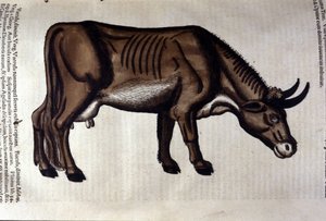 Die Kuh nach der Historia Animalium von Konrad Gesner, Tiguri