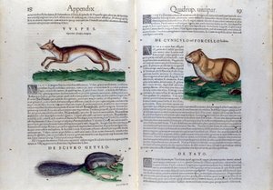 Die Doppelseite der Nagetiere in Historia Animalium von Conrad Gesner (1516 - 1565), Tiguri