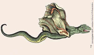 Der fliegende Drache Amphiptere (Amphithere oder Amphitere oder Amphipthere). Gravur in Historia Animalium von Conrad Gesner (1516 - 1565), Tiguri von Unknown artist