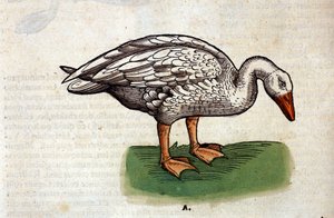 Die Gans nach der Historia Animalium von Conrad Gesner, Tiguri 1560. Biblioteca nazionale Braidense. Mailand