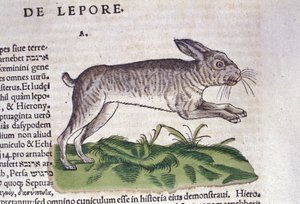 Der Hase nach der Historia Animalium von Conrad Gesner, Tiguri 1560. Biblioteca nazionale Braidense. Mailand