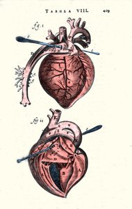 Das Herz. Anatomische Tafel nach „Anathomy“ von Erasmus Bartholin (Erasmus Bartholinus) (1625 - 1698), dänischer Arzt und Physiker. 17. Jahrhundert von Unknown artist