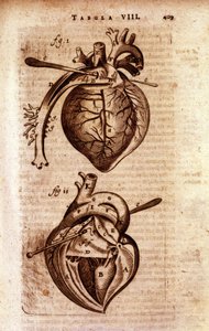 Das Herz von Bartholin
