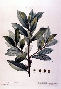 Der Lorbeer. Herbarium des 19. Jahrhunderts