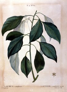 Der Lorbeer: Kampfer. Herbarium aus dem 19. Jahrhundert