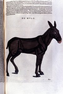 Der Meeräsche nach Historiae animalium von Konrad Gesner, Tiguri