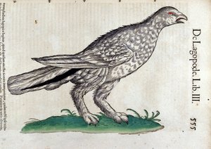 Das Schneehuhn in Historia Animalium von Conrad Gesner (1516 - 1565), Tiguri
