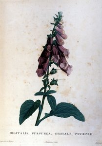 Der rote Fingerhut. Herbarium des 19. Jahrhunderts