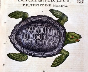 Die Meeresschildkröte, nach der Historia Animalium von Conrad Gesner, Tiguri 1560 von Unknown artist