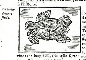 Die Meeresschildkröte, nach dem Traktat von Gerolamo Cardano (Cardanus Hieronymus) (Cardan) „De la subtilité“, gedruckt in Rouen 1642