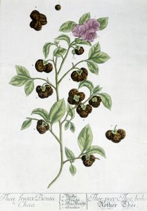 Die Teepflanze Frutex Bontii - botanische Tafel