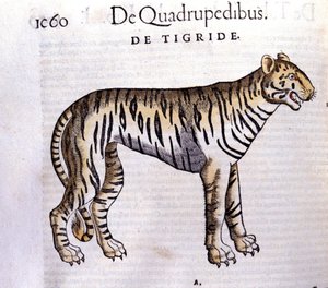 Der Tiger - in Historia Animalium von Conrad Gesner (1516 - 1565), Tiguri von Unknown artist