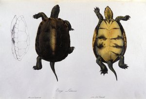 Die Schildkröte der Malaria Emys Lutaria nach „Fauna Italica“ von Bonaparte. Mailand