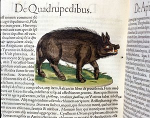 Das Wildschwein nach der Historia Animalium von Conrad Gesner, Tiguri 1560. Biblioteca Nazionale Braidense. Mailand