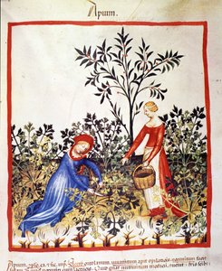Zwei Frauen pflücken Petersilie. Illustration aus dem Tacuinum sanitatis von Unknown artist