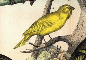 Ein Kanarienvogel - in „Histoire naturelle des oiseaux“, ed. Hoeopli, Mailand von Unknown artist