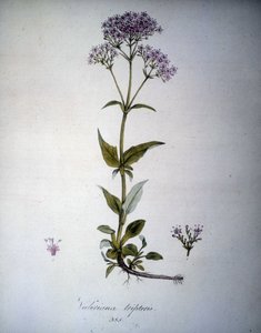 Valeriana mauve oder Valeriana tripteris. Herbarium des 19. Jahrhunderts. von Unknown artist