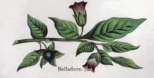 Giftige botanische Pflanzen: Belladonna. Gravur in „Die natürliche Medikation“ von Friedrich Eduard Bilz (1842-1922) von Unknown artist
