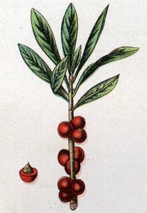 Giftige botanische Pflanzen: Seidelbast. Gravur in "Die natürliche Medikation" von Friedrich Eduard Bilz (1842-1922) von Unknown artist