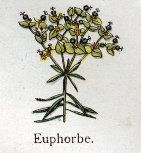 Giftige botanische Pflanzen: Wolfsmilch. Gravur in „The natural medication“ von Friedrich Eduard Bilz (1842-1922)