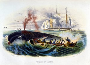 Walfang - in „Histoire naturelle“ von Lacépède