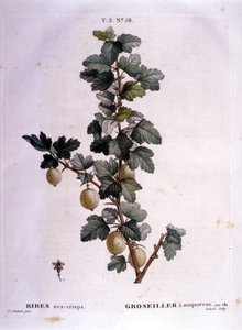 Weiße Johannisbeere oder Makrele: botanische Tafel aus dem 19. Jahrhundert