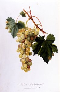 Weiße Trauben. Gravur des 19. Jahrhunderts