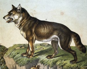 Wolf - in „Naturgeschichte der Säugetiere“, ed. Schreiber, München von Unknown artist