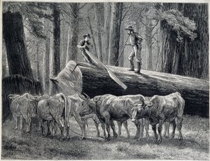 Holzfäller in einem Redwood-Wald in Kalifornien - Gravur von Unknown artist