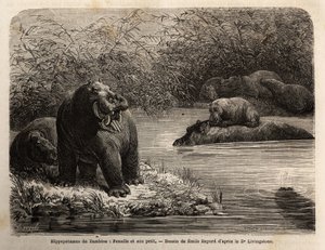 Zambesi-Flusspferd: Weibchen und ihr Junges erfrischen sich im Fluss. Gravur zur Illustration von Dr. Livingstones ersten Reisen nach Südafrika von 1840 bis 1856, in „Le tour du monde, nouveau journal des voyages“ veröffentlicht unter der Leitung von Edoua von Unknown artist