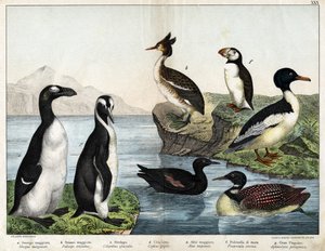 a: Gänsesäger (Mergus merganser), b: Haubentaucher (Podiceps cristatus), c: Eistaucher (Gavia immer), d: Gryllteiste (Cepphus grylle), e: Riesenalk (Pinguinus impennis), f: Papageitaucher (Fratercula arctica), g: Königspinguin (Aptenodytes patagonicus)