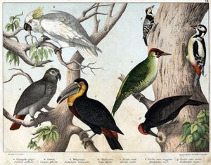 a: Graupapagei (Psittacus erithacus), b: Kakadu (Cacatua galerita), c: Tukan (Ramphastos temminckii), d: Schwarzspecht (Picus Martius), e: Grünspecht (Gecinus veridis), f: Großer Buntspecht (Dendrocopus minor) - „Naturgeschichte der Vögel“