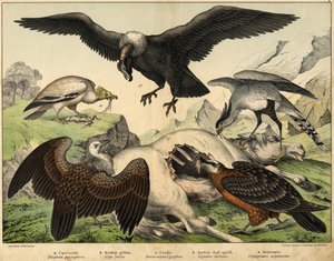 a: Schmutzgeier (Neophron percnopterus), b: Gänsegeier (Gyps fulvus), c: Kondor (Sarcoramphus gryphus), d: Bartgeier (Gypaetus barbatus), e: Sekretär (Gypogeranus serpentarius) - in „Naturgeschichte der Vögel“, ed. Hoepli, Mailand