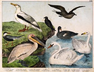 a: Flussseeschwalbe (Sterna hirundo), b: Mittlerer Raubmöwe (Stercorarius pomarinus), c: Sturmschwalbe (Thalassidroma pelagica), d: Albatros (Diomedea exulans), e: Pelikan (Pelecanus onocrotalus), f: Höckerschwan (Cygnus olor), g: Singschwan (Cygnus cygnus