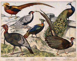 a: Silberfasan (Euplocamus nycthemerus), b: Goldfasan (Thaumalea picta), c: Majestätischer Fasan (Argus giganteus), d: Blauer Pfau (Pavo cristatus), e: Lophophorus impeyanus, f: Truthahn (Meleagris gallo-pavo), in „Naturgeschichte der Vögel“, ed. Hoepli