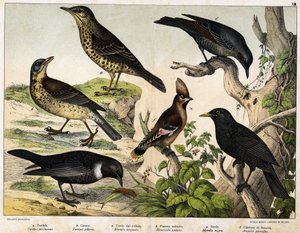 a: Misteldrossel (Turdus viscivorus), b: Wacholderdrossel (Turdus pilaris), c: Ringdrossel (Merula torquata), d: Blaumerle (Monticola cyanus), e: Amsel (Merula nigra), f: Seidenschwanz (Ampelis garulus) - in „Natural History of Birds“, ed. Hoepli, Mailand