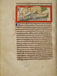 Eine Hyäne von Unknown artist