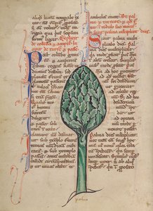 Eine Palme