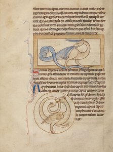 Ein Scitalis; Eine Amphisbaena