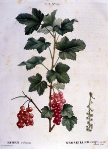 Eine Stachelbeere: Botanische Tafel des 19. Jahrhunderts